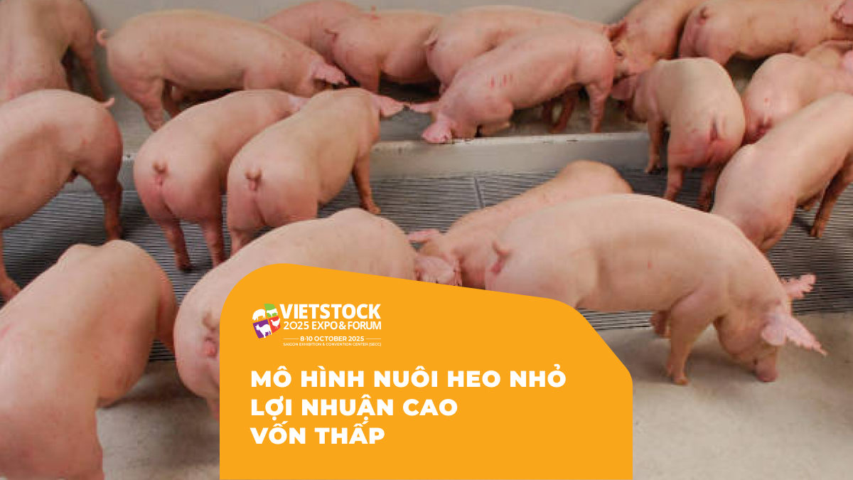 MÔ HÌNH NUÔI HEO NHỎ Lợi nhuận cao Vốn thấp